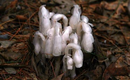 Indian Pipe Plant Indian Pipe Plant