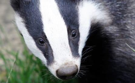 Badger
