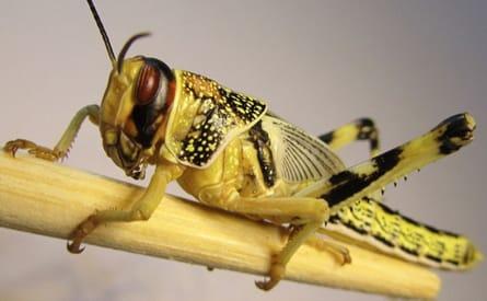 Locust