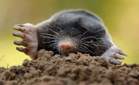 Mole