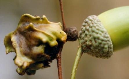 Oak Galls Oak Galls
