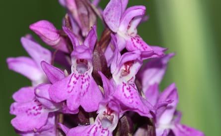 Orchid