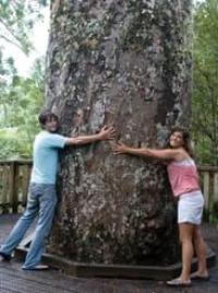 Kauri Tree