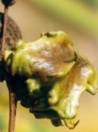 Oak Galls