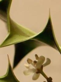 Holly