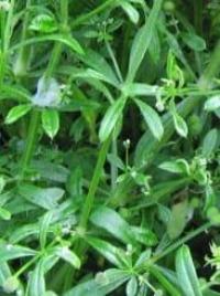 Goosegrass picture