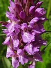 Orchid Picture