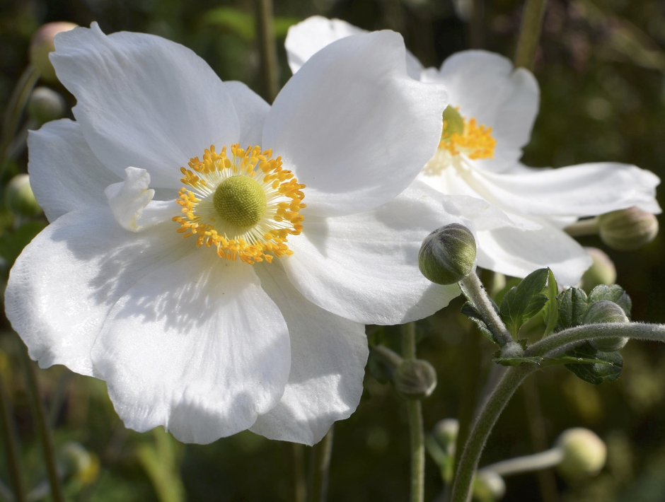White flower White flower