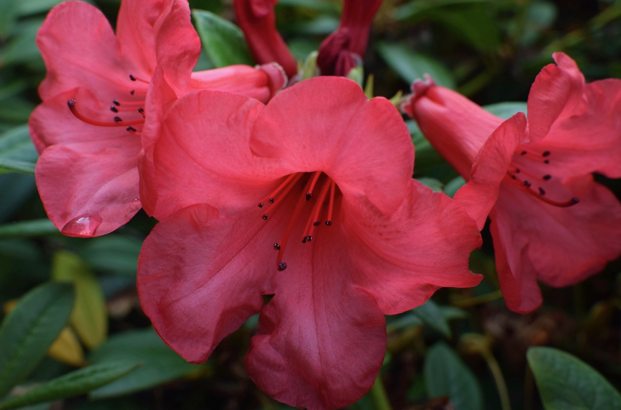 Red flower Red flower