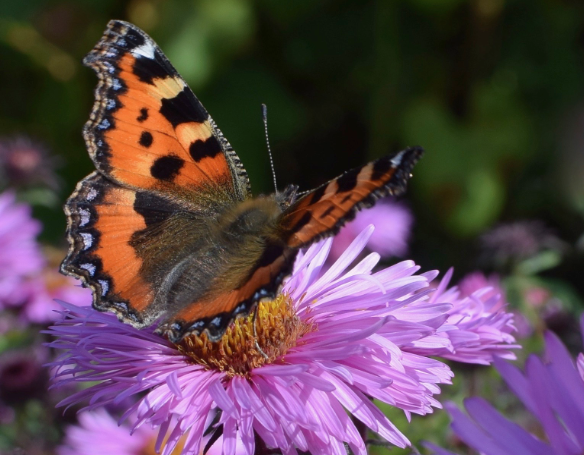 Butterfly Butterfly